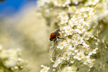 Bees collecting pollen from flowers