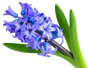 blue hyacinth isolated on white or transparent png