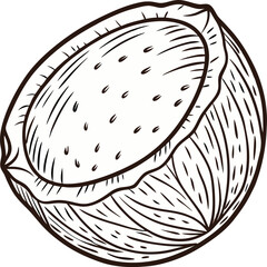 Coconut Line Art Vector – Black and White Illustration on White Background
