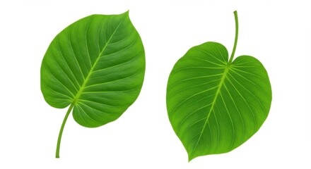 Obraz premium Two green leaves isolated on white background