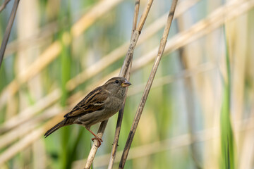 little bird on a branch