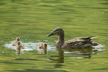 duck and ducklings