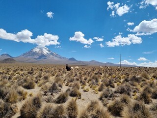 View of Nevado Sajama with Llamas, Sajama National Park, Bolivia