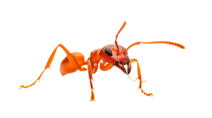 Vibrant Red Ant on Transparent Background for Professional Projects