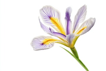Fototapeta premium Beautiful Iris Flower with White Background Showcasing Delicate Petals and Vibrant Colors