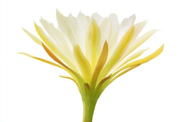 Elegant White Flower with Soft Yellow Accents and Delicate Petals on White Background