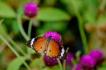 Monarch butterfly perched on bright globe amaranth flower in vibrant garden