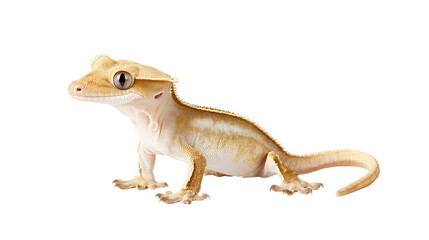 Fototapeta premium Beige ed gecko, a natural design element perfect for rebg 103.