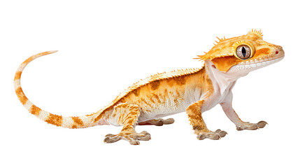 Obraz premium ed gecko, a rebg 107 design element, stands isolated on white.