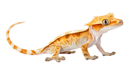 ed gecko, a rebg 107 design element, stands isolated on white.