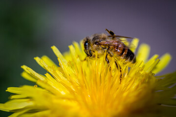 Busy Bee
