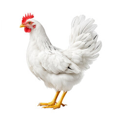 Fototapeta premium Isolated white chicken, perfect for REBG 153 design element projects.