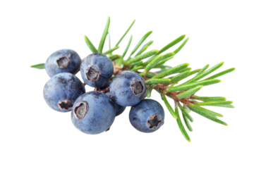 Close Up of Fresh Juniper Berries . White background PNG