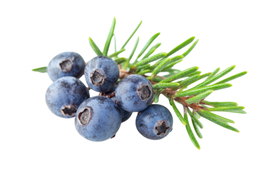 Close Up of Fresh Juniper Berries . White background PNG
