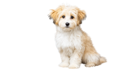 Cute fluffy puppy with white and tan fur sits attentively for the camera.