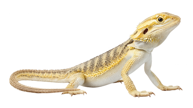 A regal bearded dragon poses for a vibrant animal portrait backdrop