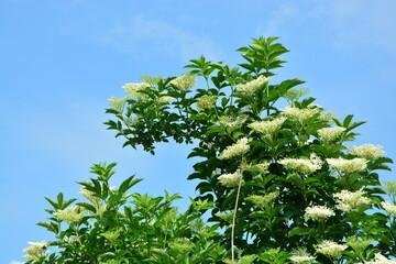 Blüte, Baum, Himmel, Natur, Sommer