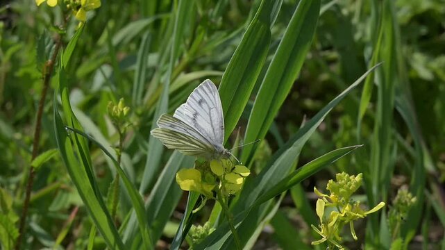 Green-Veined White butterfly (Pieris napi) feeding on Charlock (Sinapis arvensis) flowers before flying away. April, Kent, UK [Slow motion x10]