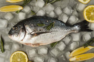 Fresh dorado fish with lemon, rosemary and spices on on gray table with ice, close up.