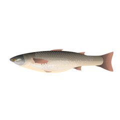 Fresh redlip mullet fish. So iuy mullet image in realistic style. Vector illustration isolated on white background