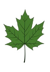 Fototapeta premium Single Green Leaf Illustration on White Background