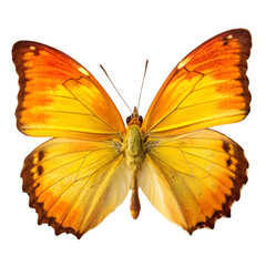 Fototapeta premium Golden butterfly isolated on transparent background