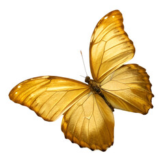 Fototapeta premium Golden butterfly isolated on transparent background