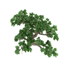 Lush Green Bonsai Tree Top View, Isolated On Transparent Background
