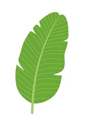 Single Green Tropical Leaf Isolated on White Background