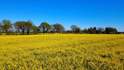 Obraz premium field of yellow flowers