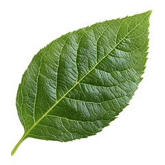 Obraz premium Close-up of a vibrant green leaf.