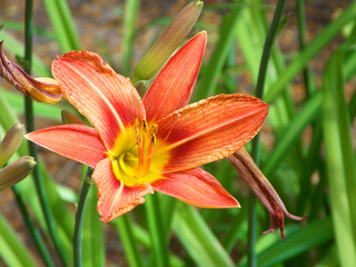 Blüte, Makro, Lilie, Natur, Sommer