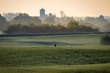 Żuraw na środku pola  © Adrian