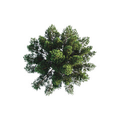 Aerial View of a Lush Evergreen Tree Canopy