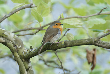 European robin (Erithacus rubecula) sitting on a tree branch in Zurich, Switzerland