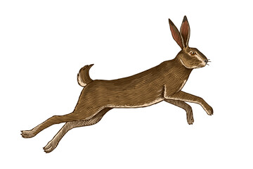 Hare or rabbit jumping. Wild animal running . Hand drawn or engraved sketch style traditional illustration, line work in ink for alcohol label
