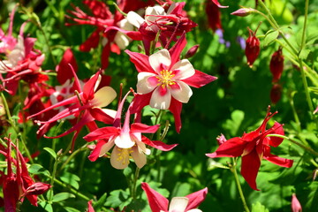 Blüten, Pflanze,. Akelei, Natur, Sommer