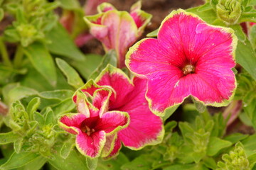 Fototapeta premium Blüte, Makro, Natur, Sommer