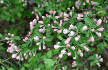 Close-up of crabapple blossoms and fresh green leaves