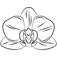 Illustrated outlined orchid flower line art illustration graphic element for various design and coloring