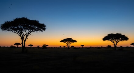 Silhouette of trees at sunset with orange and blue sky in african savanna landscape in serengeti park