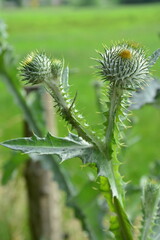 Obraz premium Distel, Knospe, Pflanze, Natur, Makro, Sommer