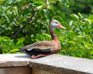 Black-bellied whistling duck with red beak, long pink legs, a mostly chestnut brown body, black...