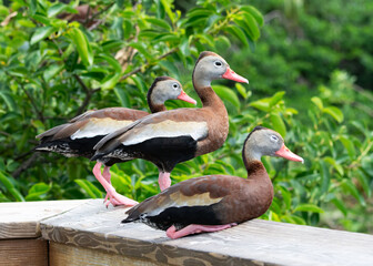 Three black-bellied whistling ducks with red beaks, long pink legs, mostly chestnut brown body, black belly and gray face are on a light beige wooden wall against a green leafy tree background.