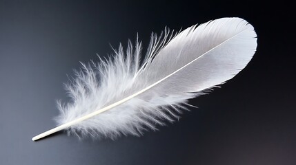 Obraz premium 黒背景に浮かぶ一本の白い羽根