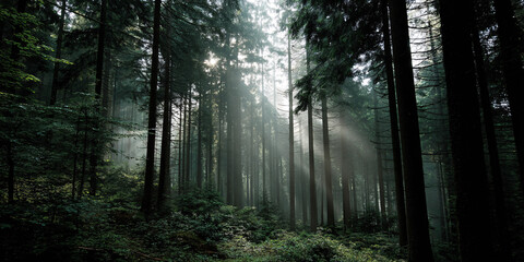 Ethereal Forest Sunlight Whispers Through Misty Trees Woodland Dawn Light Play Nature's Embrace Forest Scenery Sunbeams Through Fog Mystical Woods Ambience
