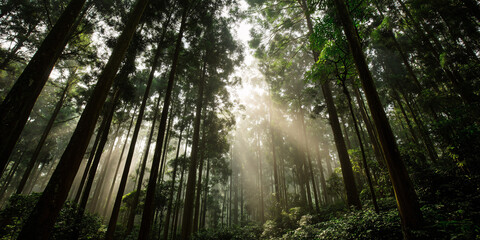 Fototapeta premium Enchanted Forest Sunlight Streaks Through Misty Woodland Ethereal Nature Scene Serene Woodland Ambiance Tranquil Forest Setting Atmospheric Landscape Woodland Scenery Natural Beauty 