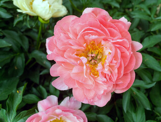 Blooming spring pink peony