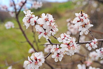 Fototapeta premium A flowering apricot tree against the backdrop of mountains and urban environment.