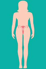 Medical diagram of woman’s reproductive organs, including uterus, ovaries, and cervix. eps 10